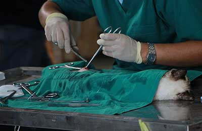 獸醫(yī)工作要點